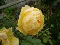 50153c96-Picture 5363.jpg